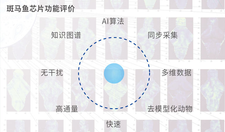 斑马鱼芯片功能评价